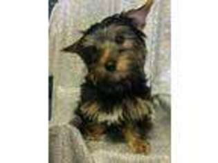 Yorkshire Terrier Puppy for sale in Ruffs Dale, PA, USA