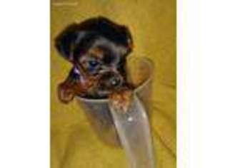 Yorkshire Terrier Puppy for sale in Bowling Green, KY, USA