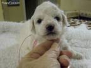 Bichon Frise Puppy for sale in Rockport, TX, USA