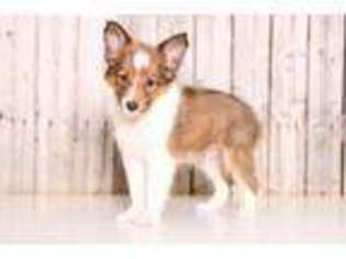 Shetland Sheepdog Puppy for sale in Butler, OH, USA