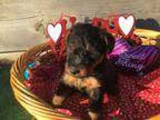 Welsh Terrier Puppy for sale in Lincoln, KS, USA