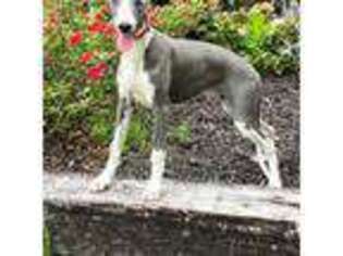 Whippet Puppy for sale in Pulaski, TN, USA
