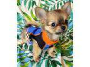 Chihuahua Puppy for sale in Tampa, FL, USA