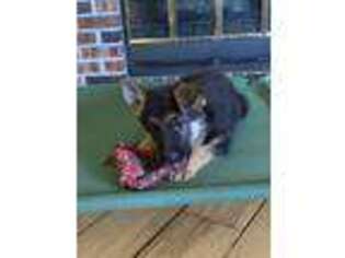 German Shepherd Dog Puppy for sale in Sussex, WI, USA