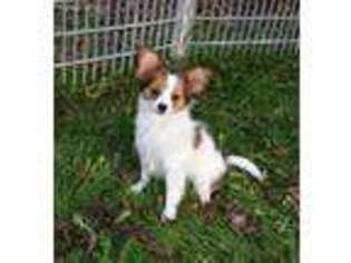 Papillon Puppy for sale in Rootstown, OH, USA
