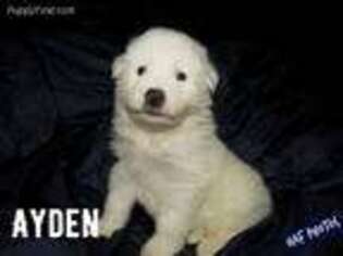 Great Pyrenees Puppy for sale in Bealeton, VA, USA