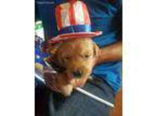 Golden Retriever Puppy for sale in Benton City, WA, USA