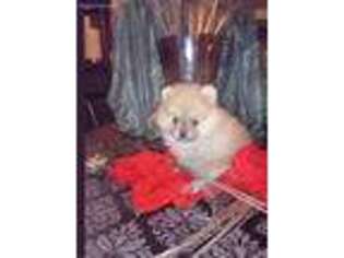 Pomeranian Puppy for sale in Birmingham, AL, USA