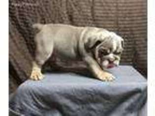 Bulldog Puppy for sale in Bullhead City, AZ, USA