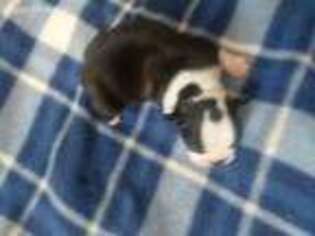 Boston Terrier Puppy for sale in Maxwell, TX, USA