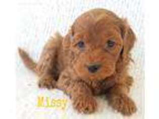 Labradoodle Puppy for sale in Glenview, IL, USA