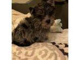 Yorkshire Terrier Puppy for sale in Branford, CT, USA