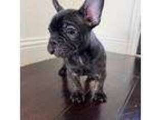 French Bulldog Puppy for sale in Prosper, TX, USA
