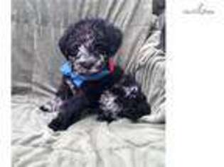 Labradoodle Puppy for sale in Hartford, CT, USA