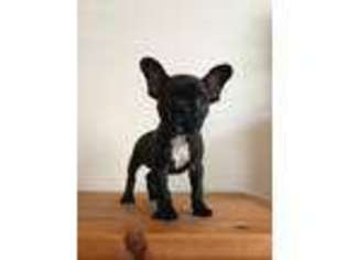 French Bulldog Puppy for sale in South Holland, IL, USA
