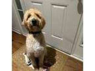 Labradoodle Puppy for sale in Newport News, VA, USA