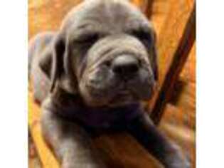Cane Corso Puppy for sale in Granby, MO, USA