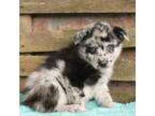 Pomeranian Puppy for sale in Peach Bottom, PA, USA