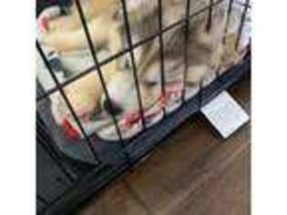 Siberian Husky Puppy for sale in Waxhaw, NC, USA