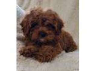 Cavapoo Puppy for sale in Lovington, IL, USA