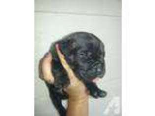 Cane Corso Puppy for sale in CINCINNATUS, NY, USA