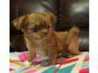 Papillon Puppy for sale in Spring Hill, KS, USA