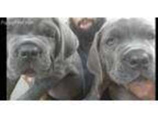 Cane Corso Puppy for sale in Westwood, MA, USA