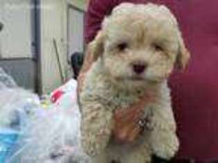 Shih-Poo Puppy for sale in Wetumpka, AL, USA
