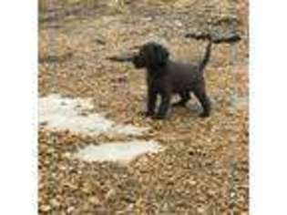 Labrador Retriever Puppy for sale in Sabula, IA, USA