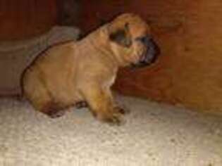 Bullmastiff Puppy for sale in Womelsdorf, PA, USA