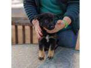 German Shepherd Dog Puppy for sale in Temple, GA, USA