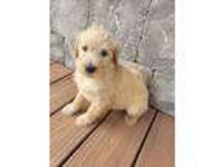 Labradoodle Puppy for sale in Blair, WI, USA