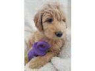 Goldendoodle Puppy for sale in Foxboro, WI, USA
