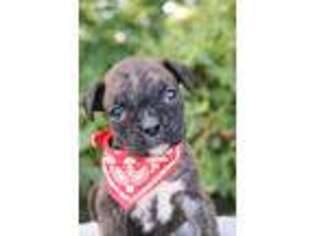 Boxer Puppy for sale in Rochester, IN, USA