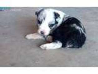 Australian Shepherd Puppy for sale in Portland, OR, USA