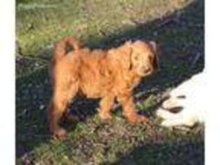 Goldendoodle Puppy for sale in Belle, MO, USA