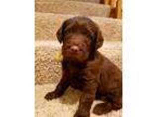 Labradoodle Puppy for sale in New London, WI, USA