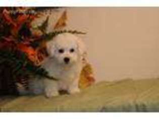 Bichon Frise Puppy for sale in Stanley, NM, USA