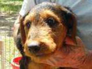 Airedale Terrier Puppy for sale in Hartville, MO, USA