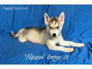 Siberian Husky Puppy for sale in Ocala, FL, USA