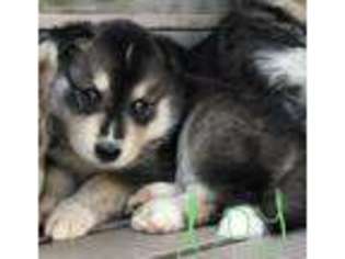 Siberian Husky Puppy for sale in Battle Ground, WA, USA