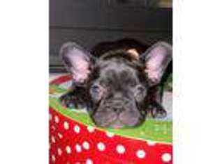 French Bulldog Puppy for sale in Odessa, TX, USA