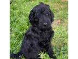 Goldendoodle Puppy for sale in Siloam Springs, AR, USA