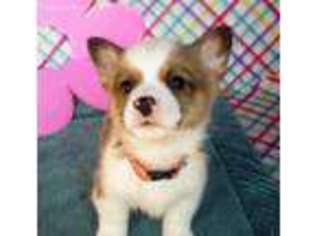 Pembroke Welsh Corgi Puppy for sale in Westminster, MD, USA