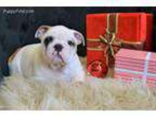 Bulldog Puppy for sale in Newmanstown, PA, USA