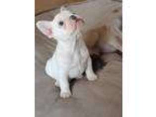 French Bulldog Puppy for sale in Normangee, TX, USA