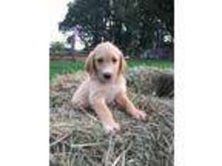Labradoodle Puppy for sale in Chetek, WI, USA