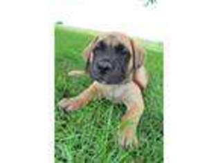 Mastiff Puppy for sale in Maryville, MO, USA