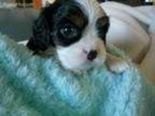 Cavalier King Charles Spaniel Puppy for sale in Dayton, OR, USA