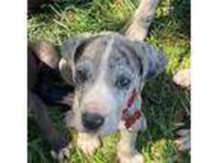 Great Dane Puppy for sale in Port Hueneme, CA, USA